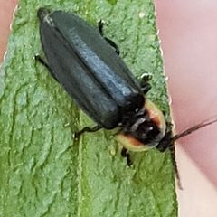 Pyropyga decipiens by (c) Mark Richman, some rights reserved (CC BY), uploaded by Mark Richman. Used under a CC-BY license.