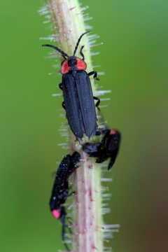 Pyropyga nigricans by (c) Zack Abbey, some rights reserved (CC BY), uploaded by Zack Abbey. Used under a CC-BY license.