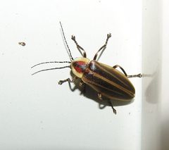 Photurinae by (c) Gordon C. Snelling, some rights reserved (CC BY), uploaded by Gordon C. Snelling. Used under a CC-BY license.