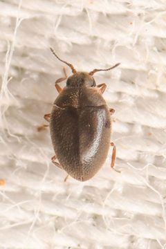 Limnichidae by (c) Trevor Van Loon, some rights reserved (CC BY), uploaded by Trevor Van Loon. Used under a CC-BY license.