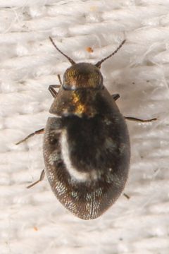 Limnichidae by (c) Trevor Van Loon, some rights reserved (CC BY), uploaded by Trevor Van Loon. Used under a CC-BY license.