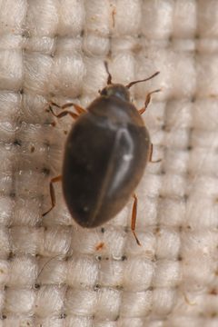 Limnichidae by (c) Trevor Van Loon, some rights reserved (CC BY), uploaded by Trevor Van Loon. Used under a CC-BY license.
