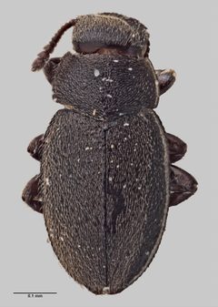 Limnichidae by (c) Auckland Museum, some rights reserved (CC BY). Used under a CC-BY license.