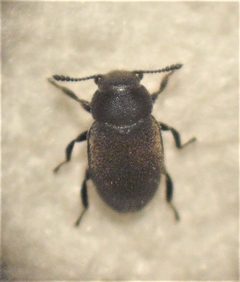 Limnichidae by (c) Stephen Thorpe, some rights reserved (CC BY), uploaded by Stephen Thorpe. Used under a CC-BY license.