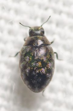 Limnichidae by (c) Justin Williams, some rights reserved (CC BY), uploaded by Justin Williams. Used under a CC-BY license.