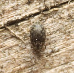 Limnichites punctatus by (c) Zachary Dankowicz, some rights reserved (CC BY), uploaded by Zachary Dankowicz. Used under a CC-BY license.