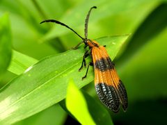 Lycinae by (c) Katja Schulz, some rights reserved (CC BY). Used under a CC-BY license.