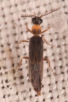 Cenophengus debilis by (c) Trevor Van Loon, some rights reserved (CC BY), uploaded by Trevor Van Loon. Used under a CC-BY license.