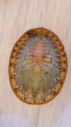 Psepheninae by no rights reserved, uploaded by nmacelko2. Used under a CC0 license.