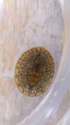 Psepheninae by no rights reserved, uploaded by nmacelko2. Used under a CC0 license.