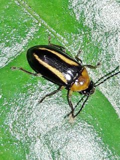 Ptilodactylinae by (c) Douglas, some rights reserved (CC BY), uploaded by Douglas. Used under a CC-BY license.
