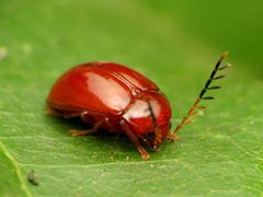 Ptilodactylinae by (c) Katja Schulz, some rights reserved (CC BY). Used under a CC-BY license.