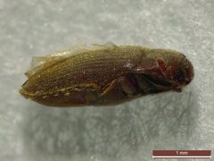 Trixagus by (c) Donald Hobern, some rights reserved (CC BY). Used under a CC-BY license.