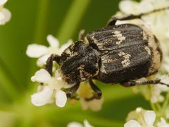 Valgus hemipterus by (c) Alexis Tinker-Tsavalas, some rights reserved (CC BY), uploaded by Alexis Tinker-Tsavalas. Used under a CC-BY license.