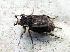 Valgus hemipterus by (c) João Coelho, some rights reserved (CC BY). Used under a CC-BY license.