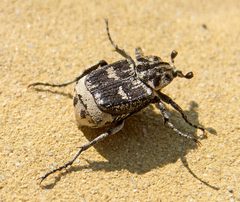 Valgus hemipterus by (c) katunchik, some rights reserved (CC BY), uploaded by katunchik. Used under a CC-BY license.
