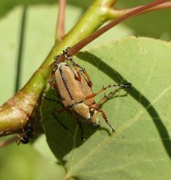 Macrodactylus subspinosus by (c) christine123, some rights reserved (CC BY), uploaded by christine123. Used under a CC-BY license.