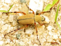 Macrodactylus subspinosus by (c) Katja Schulz, some rights reserved (CC BY). Used under a CC-BY license.