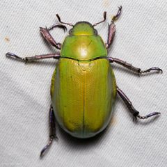 Chrysina beyeri by (c) Ken-ichi Ueda, some rights reserved (CC BY), uploaded by Ken-ichi Ueda. Used under a CC-BY license.