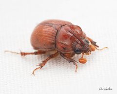 Odonteus filicornis by (c) Thilina Hettiarachchi, some rights reserved (CC BY), uploaded by Thilina Hettiarachchi. Used under a CC-BY license.