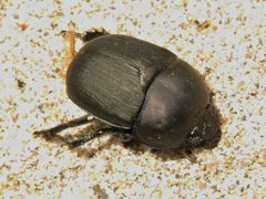 Geotrupes opacus by (c) Dan MacNeal, some rights reserved (CC BY), uploaded by Dan MacNeal. Used under a CC-BY license.