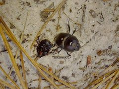 Mycotrupes gaigei by no rights reserved, uploaded by Adam Pitcher. Used under a CC0 license.