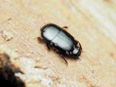 Platylomalus aequalis by (c) Katja Schulz, some rights reserved (CC BY), uploaded by Katja Schulz. Used under a CC-BY license.
