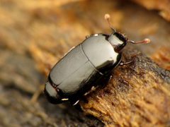 Platylomalus aequalis by (c) Katja Schulz, some rights reserved (CC BY), uploaded by Katja Schulz. Used under a CC-BY license.