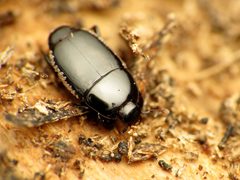 Platylomalus aequalis by (c) Katja Schulz, some rights reserved (CC BY). Used under a CC-BY license.