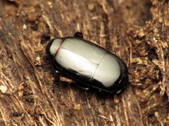 Platylomalus aequalis by (c) Katja Schulz, some rights reserved (CC BY), uploaded by Katja Schulz. Used under a CC-BY license.