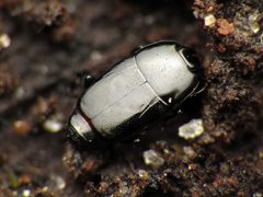 Platylomalus aequalis by (c) Katja Schulz, some rights reserved (CC BY), uploaded by Katja Schulz. Used under a CC-BY license.