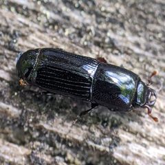 Platysoma gracile by no rights reserved, uploaded by cgmayers. Used under a CC0 license.