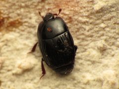 Platysoma by (c) Katja Schulz, some rights reserved (CC BY). Used under a CC-BY license.