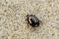 Hypocacculus by (c) Иван Пристрем, some rights reserved (CC BY), uploaded by Иван Пристрем. Used under a CC-BY license.
