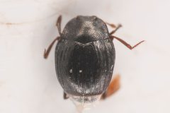 Tribalinae by (c) Trevor Van Loon, some rights reserved (CC BY), uploaded by Trevor Van Loon. Used under a CC-BY license.