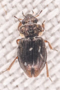Ochthebiinae by (c) Trevor Van Loon, some rights reserved (CC BY), uploaded by Trevor Van Loon. Used under a CC-BY license.