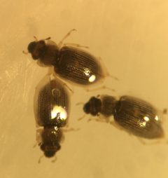 Ochthebius attritus by (c) Matthew Pintar, some rights reserved (CC BY), uploaded by Matthew Pintar. Used under a CC-BY license.