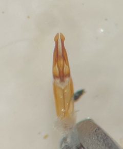 Hydrochus squamifer by (c) Matthew Pintar, some rights reserved (CC BY), uploaded by Matthew Pintar. Used under a CC-BY license.