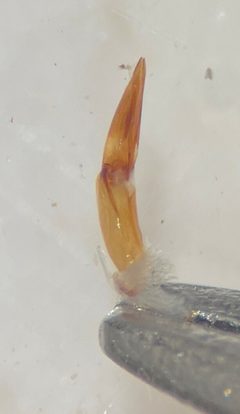 Hydrochus squamifer by (c) Matthew Pintar, some rights reserved (CC BY), uploaded by Matthew Pintar. Used under a CC-BY license.