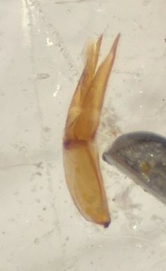 Hydrochus vagus by (c) Matthew Pintar, some rights reserved (CC BY), uploaded by Matthew Pintar. Used under a CC-BY license.