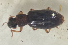 Hydrochus vagus by (c) Matthew Pintar, some rights reserved (CC BY), uploaded by Matthew Pintar. Used under a CC-BY license.