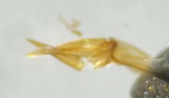 Hydrochus vagus by (c) Matthew Pintar, some rights reserved (CC BY), uploaded by Matthew Pintar. Used under a CC-BY license.