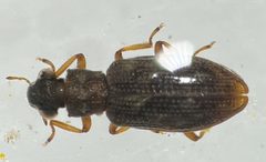 Hydrochus vagus by (c) Matthew Pintar, some rights reserved (CC BY), uploaded by Matthew Pintar. Used under a CC-BY license.