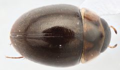 Anacaena signaticollis by (c) Matthew Pintar, some rights reserved (CC BY), uploaded by Matthew Pintar. Used under a CC-BY license.