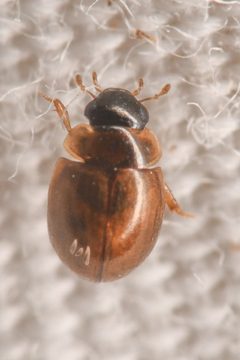 Chaetarthriinae by (c) Trevor Van Loon, some rights reserved (CC BY), uploaded by Trevor Van Loon. Used under a CC-BY license.