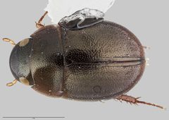 Chaetarthriinae by (c) Auckland War Memorial Museum, some rights reserved (CC BY). Used under a CC-BY license.