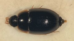 Cymbiodyta fraterculus by (c) Matthew Pintar, some rights reserved (CC BY), uploaded by Matthew Pintar. Used under a CC-BY license.