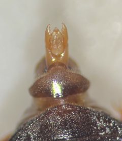 Cymbiodyta fraterculus by (c) Matthew Pintar, some rights reserved (CC BY), uploaded by Matthew Pintar. Used under a CC-BY license.