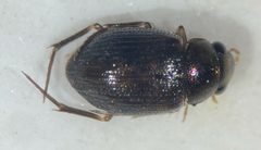 Berosus blechrus by (c) Matthew Pintar, some rights reserved (CC BY), uploaded by Matthew Pintar. Used under a CC-BY license.