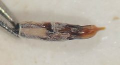 Berosus hoplites by (c) Matthew Pintar, some rights reserved (CC BY), uploaded by Matthew Pintar. Used under a CC-BY license.
